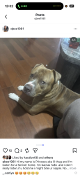 Lost Male Dog last seen Near block of 9th st.    9th and ruscomb and rockland , Philadelphia, PA 19141