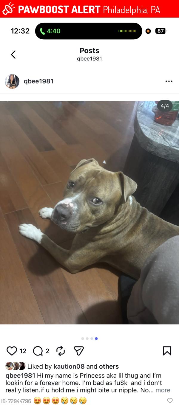 Lost Male Dog last seen Near block of 9th st.    9th and ruscomb and rockland , Philadelphia, PA 19141
