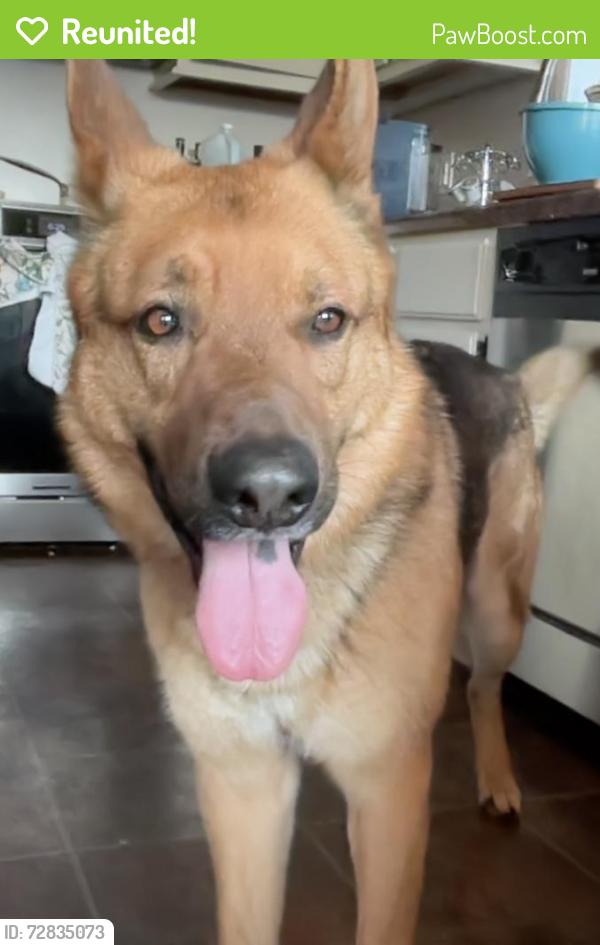 Reunited Male Dog last seen Higgins and Menard , Chicago, IL 60630