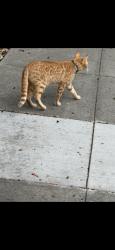 Found/Stray Unknown Cat last seen 21st and Chestnut in the big hedges across from Ghost town brewery, Oakland, CA 94607