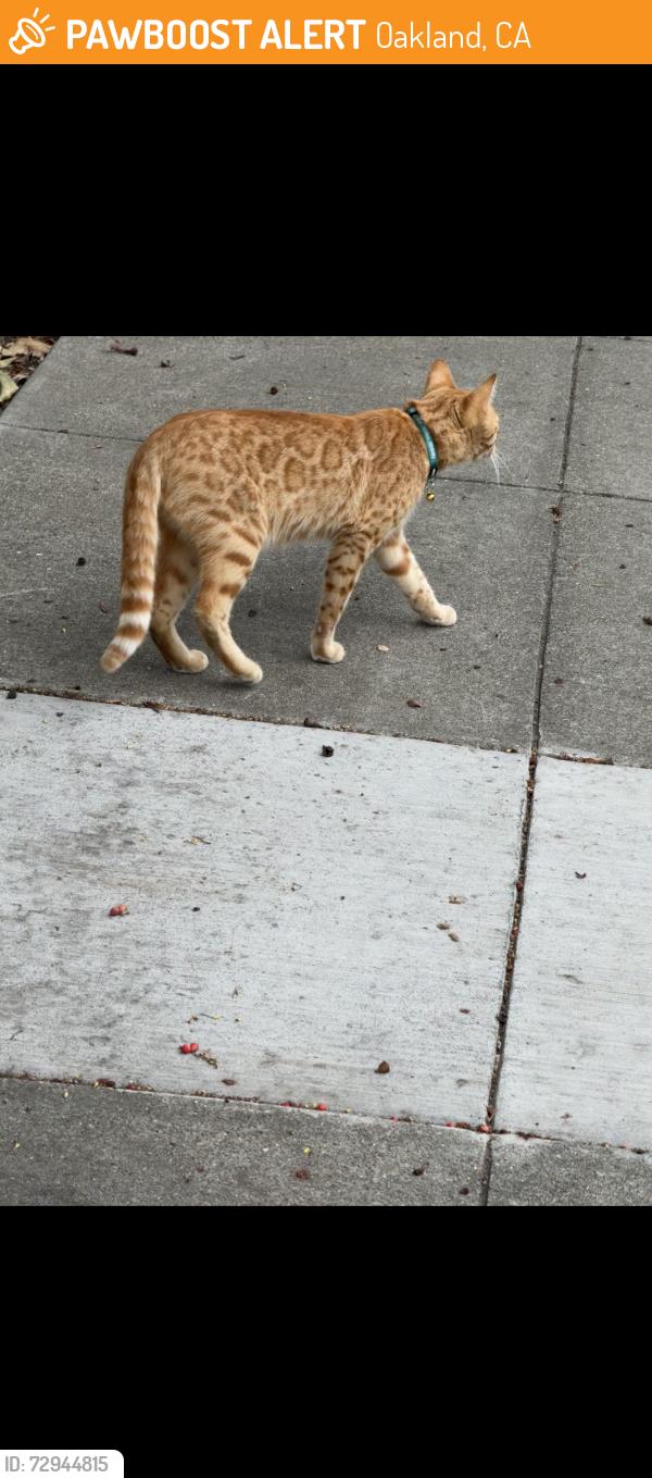Found/Stray Unknown Cat last seen 21st and Chestnut in the big hedges across from Ghost town brewery, Oakland, CA 94607