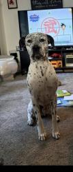 Reunited Male Dog last seen Near Adrian College, Adrian, MI 49221