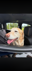 Found/Stray Male Dog last seen Banyan Bay community in Stuart , Stuart, FL 34997