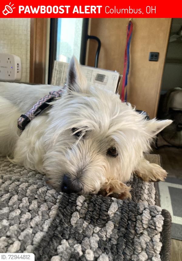 Lost Female Dog last seen Spade & Nantucket, Columbus, OH 43235