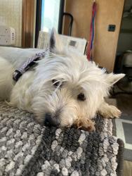Lost Female Dog last seen Spade & Nantucket, Columbus, OH 43235