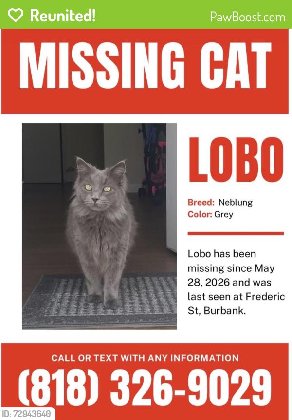 Reunited Male Cat last seen Near N Frederic St, Burbank, CA 91504, USA, Burbank, CA 91504