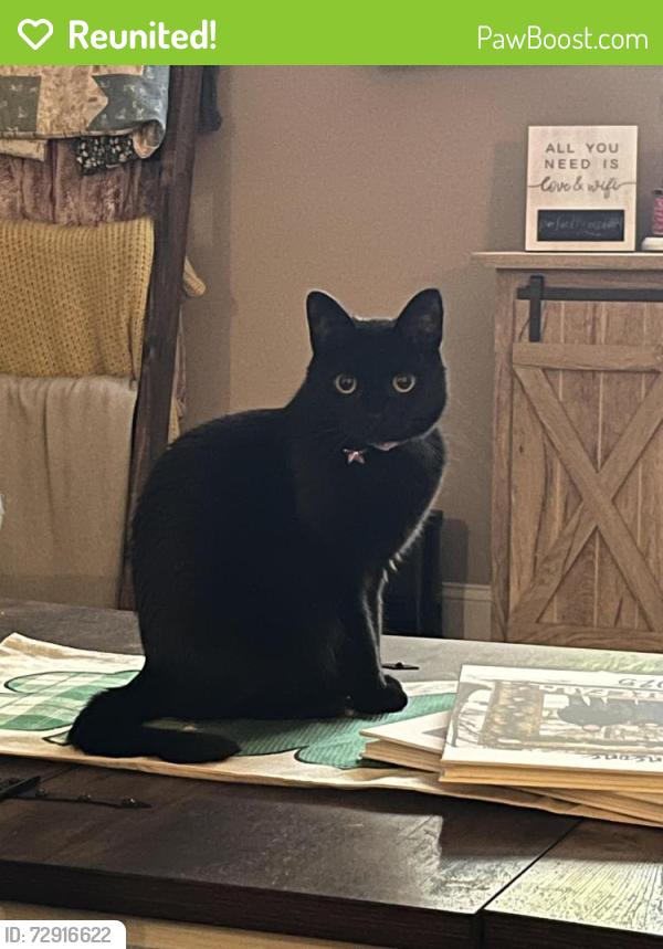 Reunited Female Cat last seen Forest Knoll, Avon, IN, Avon, IN 46123