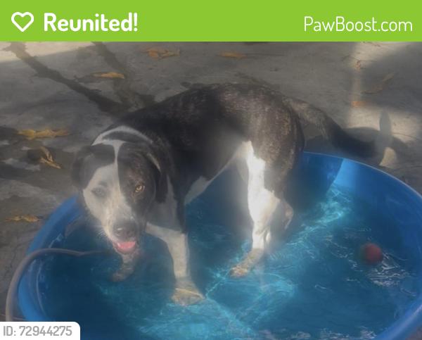 Reunited Female Dog last seen South Coral bay drive, Margate, FL 33063