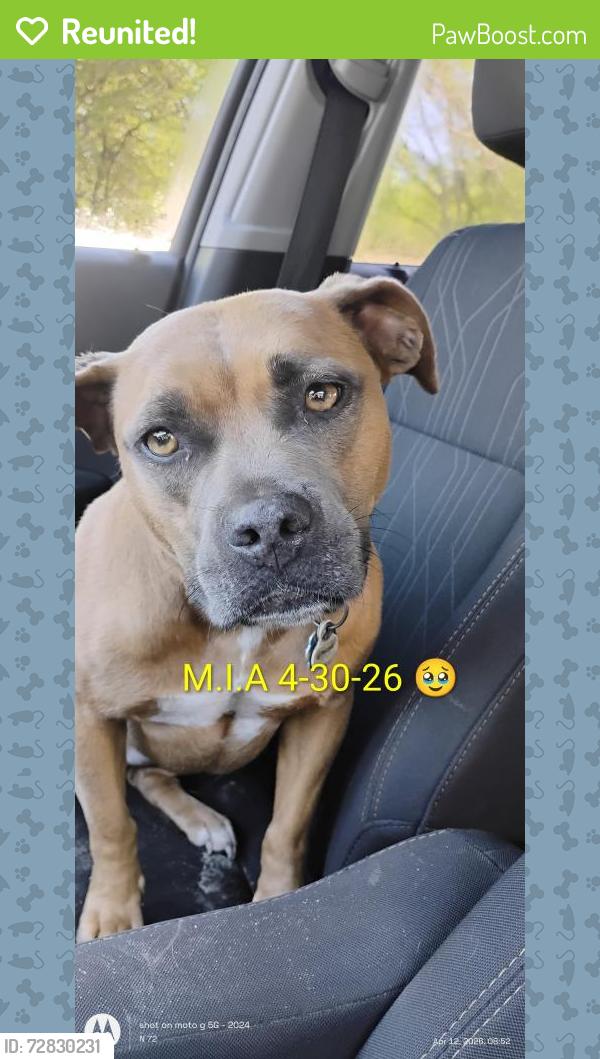 Reunited Female Dog last seen Near and James Ronald ln, Conway, SC 29526