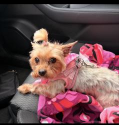 Reunited Female Dog last seen Cottage and Loring St, Philadelphia, PA 19136