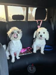Reunited Female Dog last seen Mesa Drive and University ave, Mesa, AZ 85203