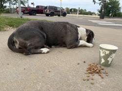 Found/Stray Female Dog last seen  Allianz Field, Saint Paul, MN 55104