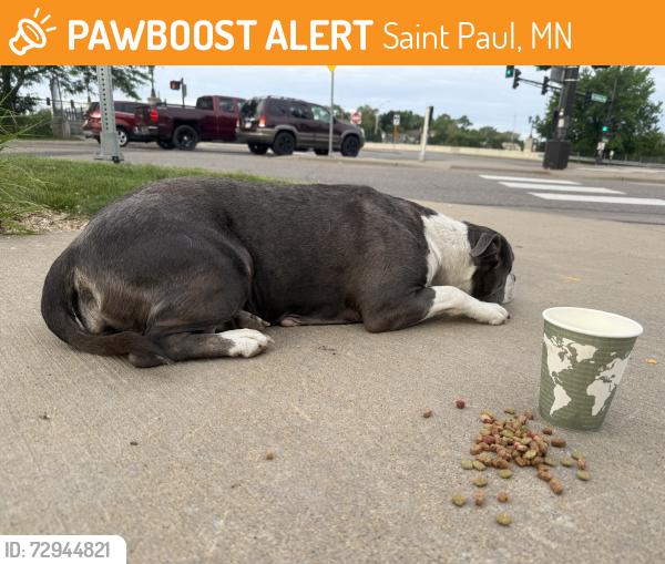 Found/Stray Female Dog last seen  Allianz Field, Saint Paul, MN 55104