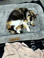 Reunited Female Cat last seen Billtown Rd and Shallow Rock Dr, Louisville, KY 40299