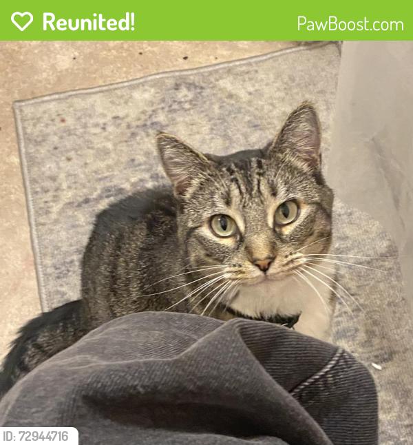 Reunited Female Cat last seen 8th Avenue & Broad Street, Newark, NJ 07104