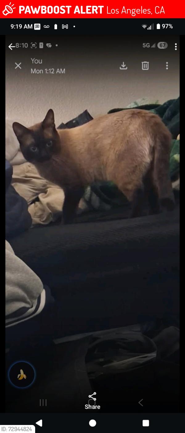 Lost Male Cat last seen Ingreham and Lucas , Los Angeles, CA 90017