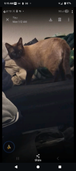 Lost Male Cat last seen Ingreham and Lucas , Los Angeles, CA 90017