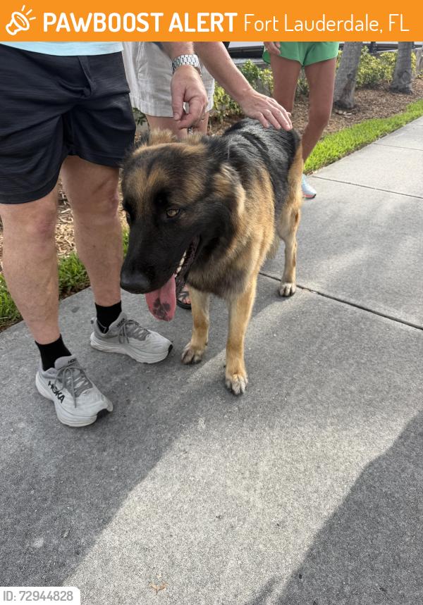 Found/Stray Male Dog last seen Hendricks and Las Olas, Fort Lauderdale, FL 33301