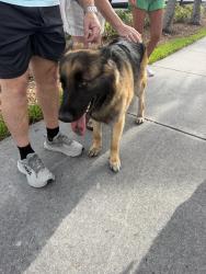Found/Stray Male Dog last seen Hendricks and Las Olas, Fort Lauderdale, FL 33301