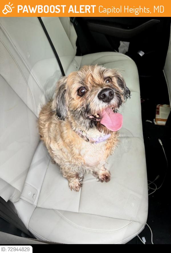 Found/Stray Male Dog last seen Firehouse , Capitol Heights, MD 20743