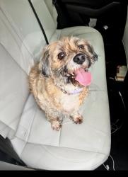 Found/Stray Male Dog last seen Firehouse , Capitol Heights, MD 20743