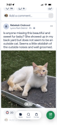 Found/Stray Unknown Cat last seen Lyons Park, N Midland and Orchard  Nampa, Nampa, ID 83651