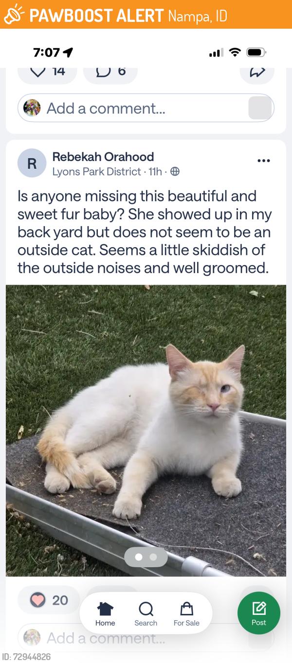 Found/Stray Unknown Cat last seen Lyons Park, N Midland and Orchard  Nampa, Nampa, ID 83651