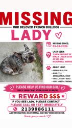 Lost Female Dog last seen Minas liquor store parking lot, East Los Angeles, CA 90022