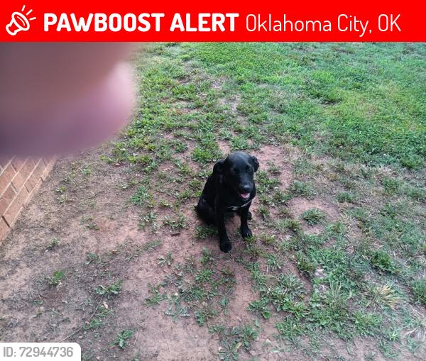 Lost Female Dog last seen Near SW 66, Oklahoma City, OK 73169
