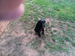 Lost Female Dog last seen Near SW 66, Oklahoma City, OK 73169