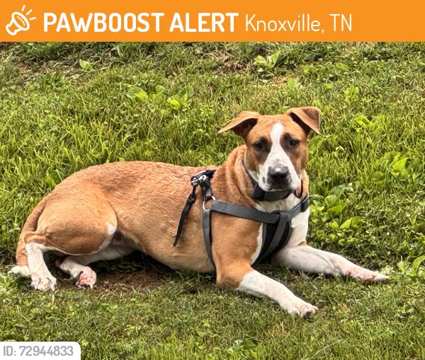 Found/Stray Female Dog last seen Adair Park, Knoxville, TN 37917