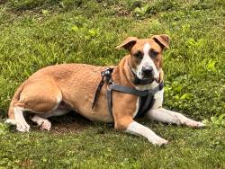 Found/Stray Female Dog last seen Adair Park, Knoxville, TN 37917