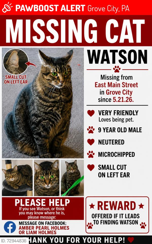 Lost Male Cat last seen Rainey Avenue , Grove City, PA 16127