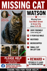 Lost Male Cat last seen Rainey Avenue , Grove City, PA 16127