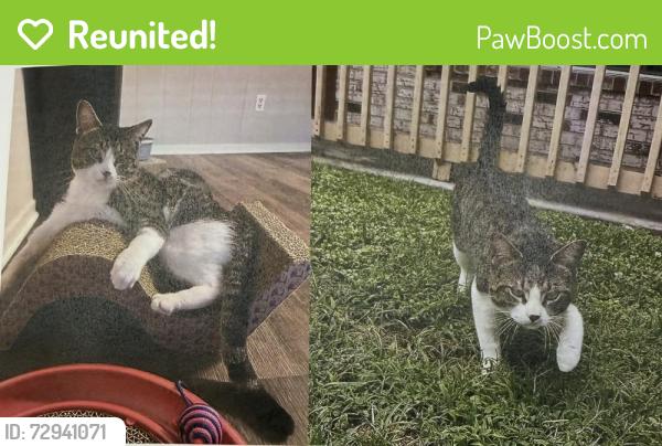 Reunited Male Cat last seen Serpentine lane and Lydia court, Albertson  NY 11507, Albertson, NY 11507