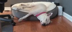 Shelter Stray Female Dog last seen Saint Stephen, SC 29479, North Charleston, SC 29406