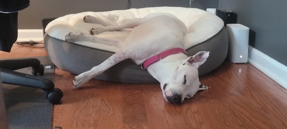 Shelter Stray Female Dog last seen Saint Stephen, SC 29479, North Charleston, SC 29406