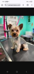 Reunited Male Dog last seen Near n. Octavia , Chicago, IL 60707