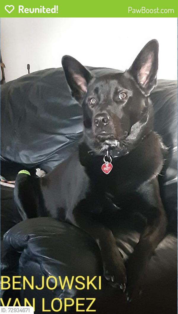 Reunited Male Dog last seen Sapphire and Amber ln, Jarrell, TX 76537