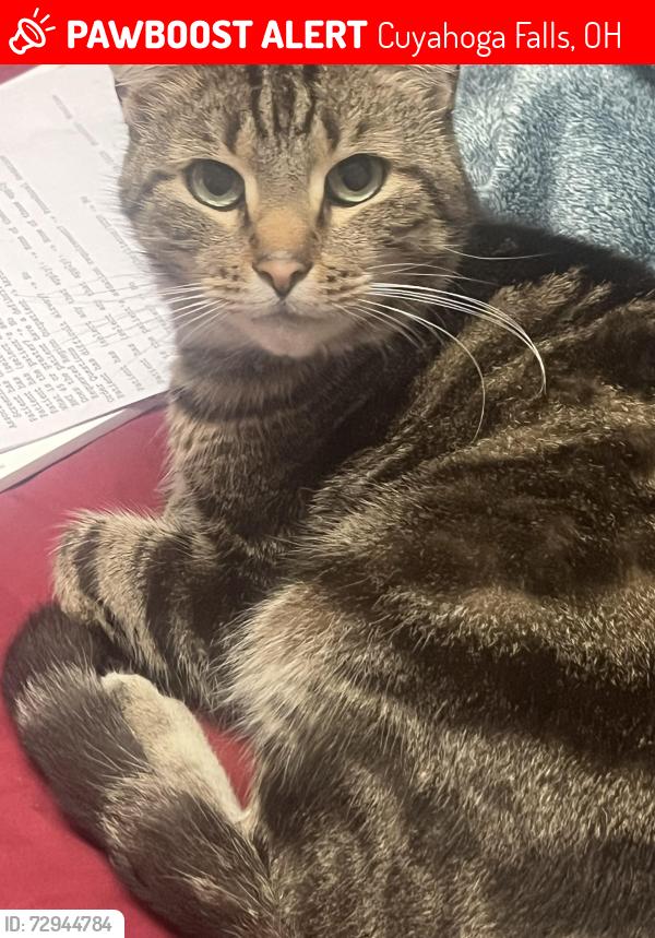 Lost Male Cat last seen Lions Park, Cuyahoga Falls, OH 44221