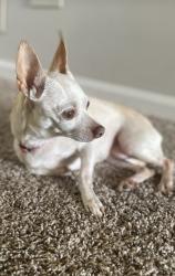Reunited Female Dog last seen Near Pine Terrace, Island Lake, IL 60042, USA, Island Lake, IL 60042