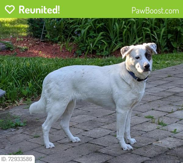 Reunited Female Dog last seen Cedar Ave off  Ave, Poughkeepsie NY, Poughkeepsie, NY 12603