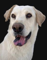 Lost Male Dog last seen Dalton Brothers Lane & Frying Pan Dr, Pueblo West, CO 81007