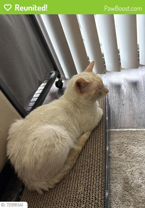 Reunited Male Cat last seen Depo/ industrial , Hayward, CA 94544
