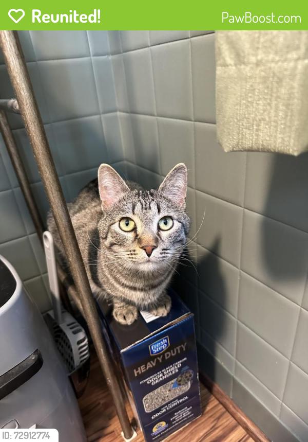 Reunited Male Cat last seen North 2nd st and elm st in wormleysburg , Wormleysburg, PA 17043