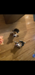 Reunited Female Dog last seen Ariel farm ct , Greensboro, NC 27455