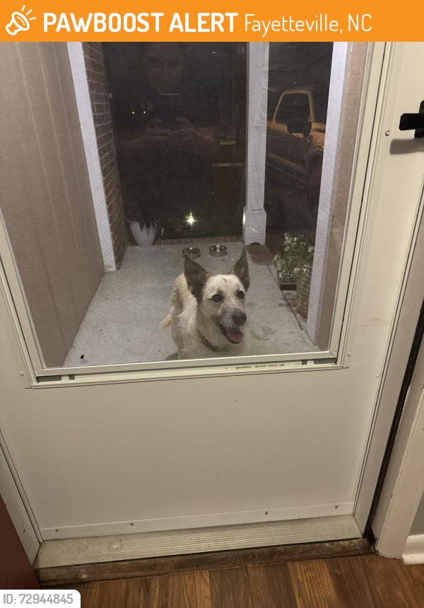 Found/Stray Female Dog last seen Cliffdale , Fayetteville, NC 28314