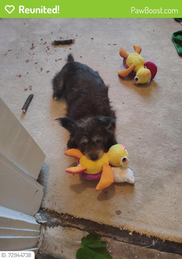 Reunited Female Dog last seen N Austin St 900 block, Denton, TX 76201