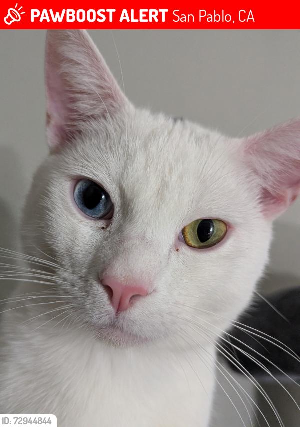 Lost Male Cat last seen River Street, San Pablo, CA 94806