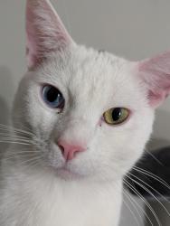 Lost Male Cat last seen River Street, San Pablo, CA 94806
